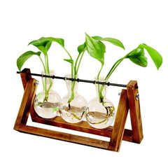 Hydroponic Terrarium - HOW DO I BUY THIS