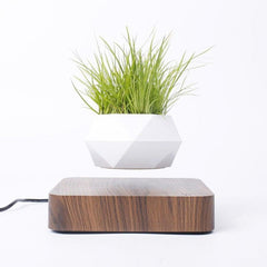 Levitating Air Bonsai Pot - HOW DO I BUY THIS