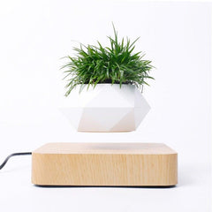 Levitating Air Bonsai Pot - HOW DO I BUY THIS