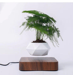 Levitating Air Bonsai Pot - HOW DO I BUY THIS